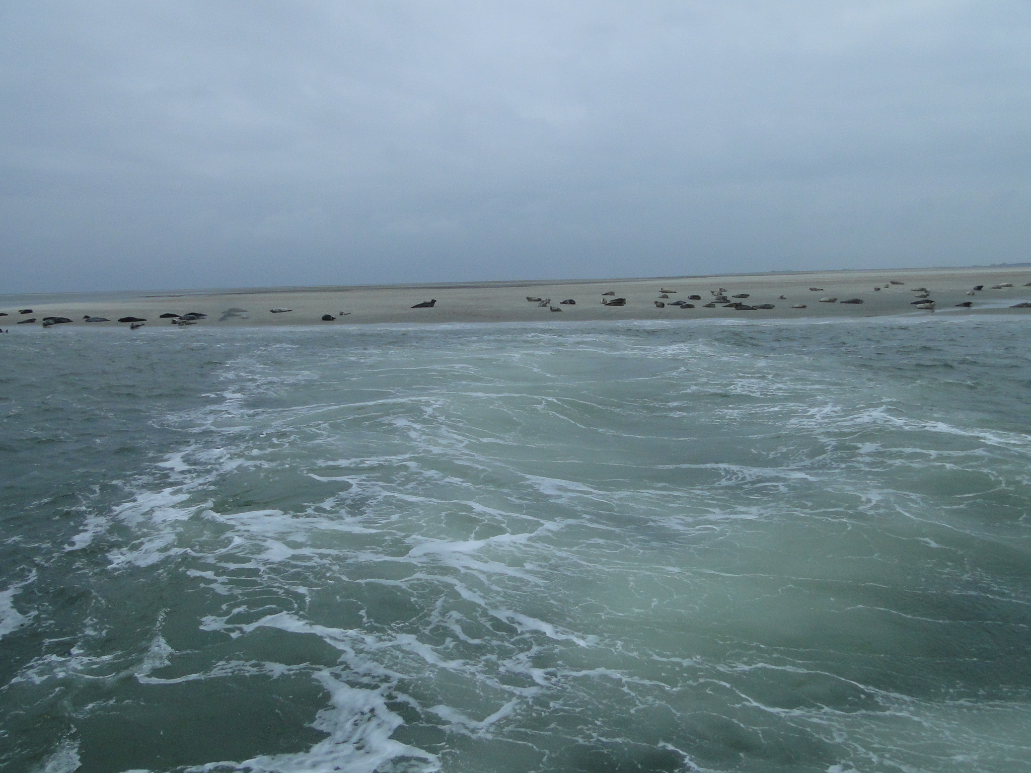 HWK Texel 231.jpg